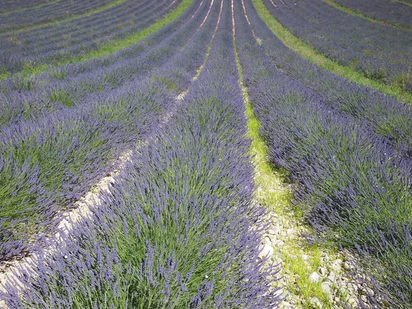 Campi Lavanda Vicino Valensole Provenza Francia — Foto Stock