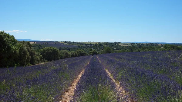 Levandulová Pole Okolí Valensole Provence Francie — Stock fotografie