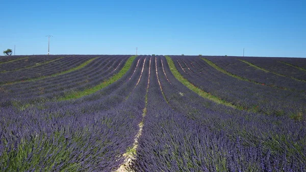Levandulová Pole Okolí Valensole Provence Francie — Stock fotografie