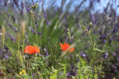 Valensole, Provence, Fransa yakınlarındaki bir lavanta arka planında çiçek açan gelincik.