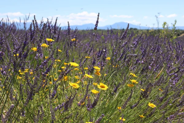 Valensole, Provence, Fransa yakınlarındaki lavanta tarlasında açan sarı çiçekler.