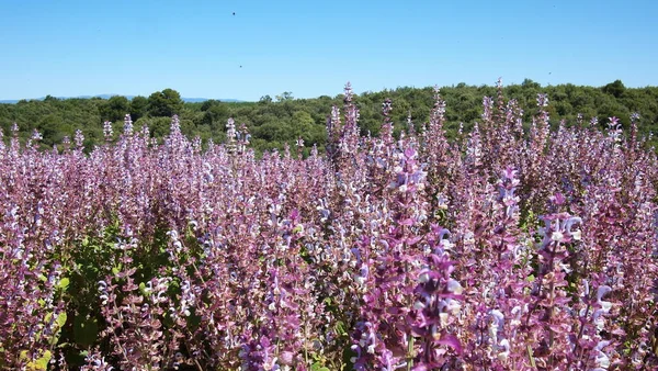 Clary Sage Salvia Sclarea Pole Poblíž Valensole Provence Francie — Stock fotografie