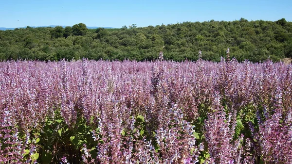 Campo Salvia Salvia Sclarea Vicino Valensole Provenza Francia — Foto Stock