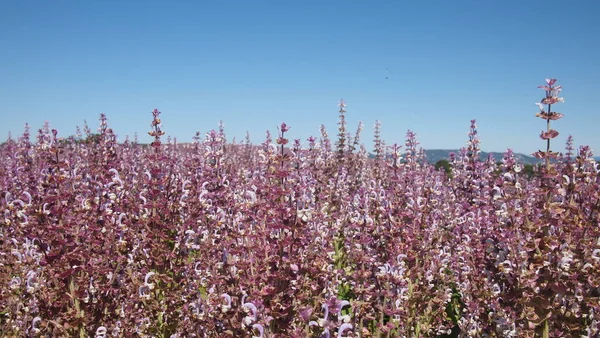 Clary Sage Salvia Sclarea Pole Poblíž Valensole Provence Francie — Stock fotografie