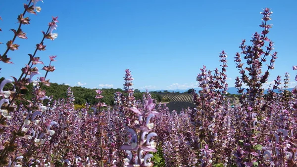 Campo Salvia Salvia Sclarea Uno Sfondo Campi Lavanda Cielo Vicino — Foto Stock