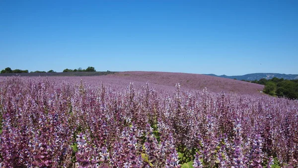 Clary Sage Salvia Sclarea Pole Pozadí Levandulových Polí Oblohy Poblíž — Stock fotografie