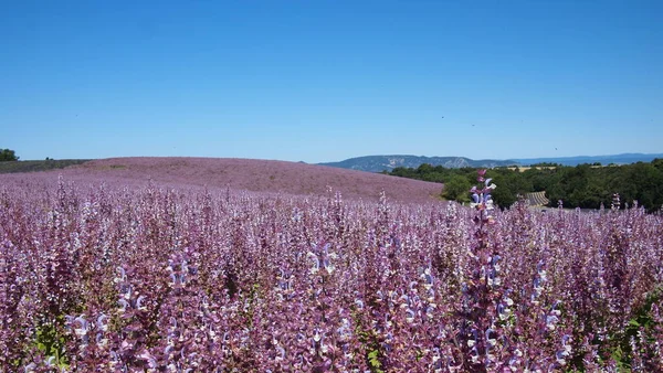 Clary Sage Salvia Sclarea Pole Pozadí Levandulových Polí Oblohy Poblíž — Stock fotografie