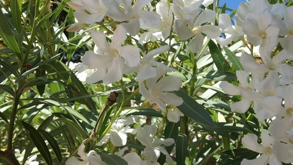Hibiscus Syriacus Baumblüten Nahaufnahme Cannes Frankreich — Stockfoto