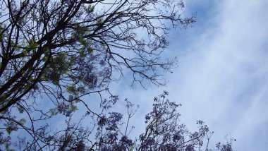 Gökyüzü zemininde salkım ağacı Güzel şehir, Fransa