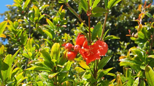 Árbol Del Punica Granado Punica Granatum Primer Plano Niza Ciudad — Foto de Stock