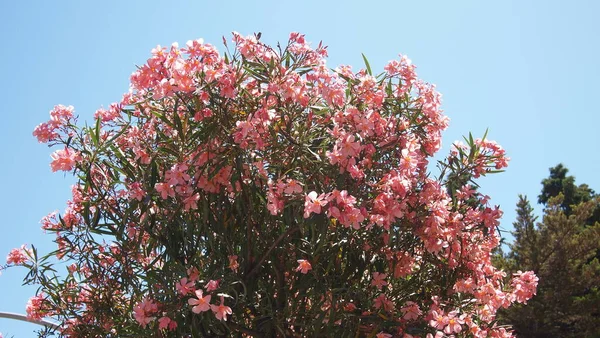Hibiscus Syriacus Árvore Flores Closeup Nice City França — Fotografia de Stock