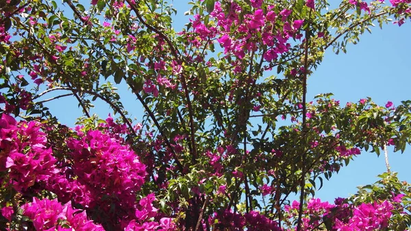 Fioritura Fiori Piante Nizza Città Francia — Foto Stock