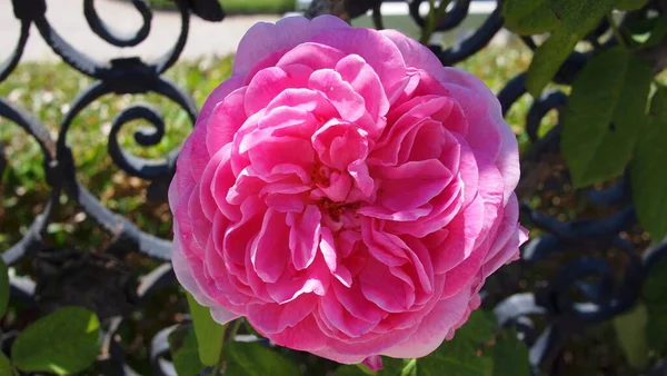 Rose Gertrude Jekyll Английская Роза Французская Ривьера Франция — стоковое фото