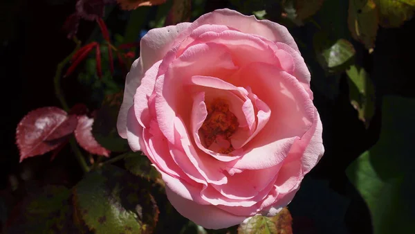 美しいピンクのバラ フランスのリビエラ フランス — ストック写真