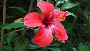 Roselle veya Sudan gülü (Hibiscus sabdariffa), Fransız Rivierası, Fransa