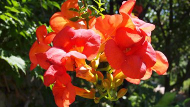 Roselle veya Sudan gülü (Hibiscus sabdariffa), Fransız Rivierası, Fransa
