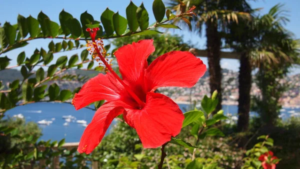 Róża Różana Lub Sudan Hibiscus Sabdariffa Riwiera Francuska Francja — Zdjęcie stockowe