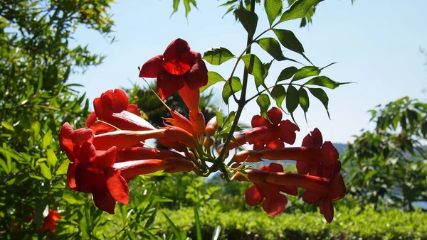 Roselle Sudan Rose Hibiscus Sabdariffa Costa Azzurra Francia — Foto Stock