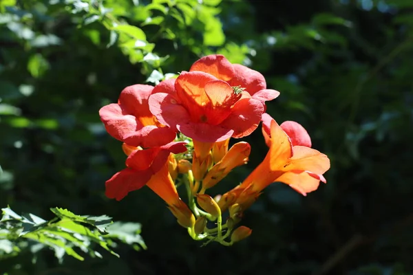 Hibiscus Syriacus Tree Flower Closeup French Riviera France — 스톡 사진