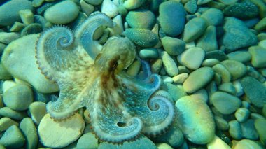 Küçük ortak ahtapot (Octopus vulgaris) avı, Akdeniz, Güzel şehir, Fransa