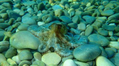 Küçük ortak ahtapot (Octopus vulgaris) avı, Akdeniz, Güzel şehir, Fransa
