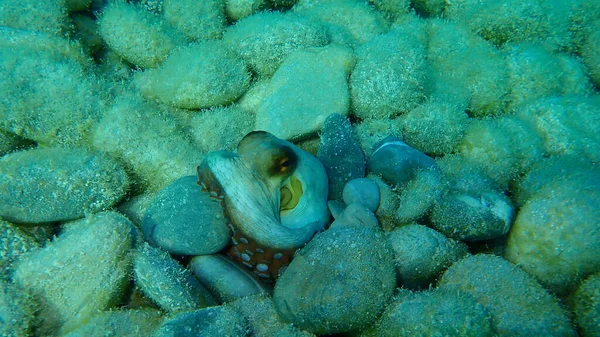 Pouco Comum Polvo Octopus Vulgaris Caça Mar Mediterrâneo Nice Cidade — Fotografia de Stock