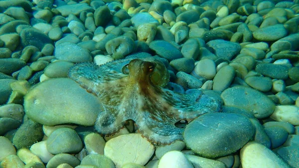 Poco Pulpo Común Octopus Vulgaris Caza Mar Mediterráneo Niza Ciudad — Foto de Stock