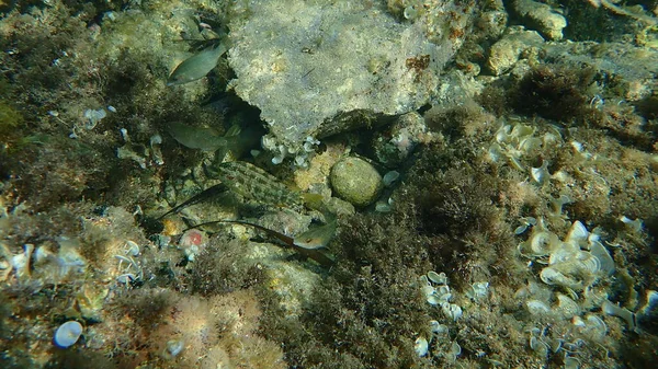 Wrasse Cinco Manchado Symphodus Roissali Wrasse Pavão Atlântico Leste Symphodus — Fotografia de Stock