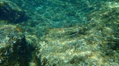 Çizgili kırmızı kefal (Mullus surmuletus) ve Akdeniz gökkuşağı grasse (Coris julis) denizaltı, Akdeniz, Antibes Burnu, Fransa 