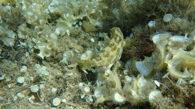 Beş benekli grasse (Symphodus roissali) denizaltı, Akdeniz, Antibes Burnu, Fransa