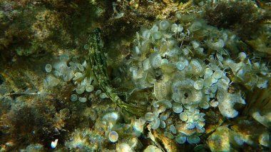 Beş benekli grasse (Symphodus roissali) denizaltı, Akdeniz, Antibes Burnu, Fransa