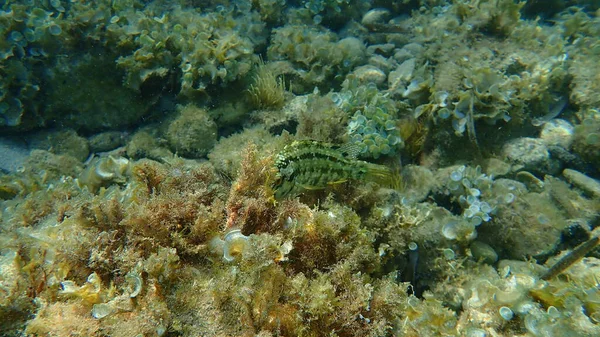 Wrasse Cinque Macchie Symphodus Roissali Sottomarina Mar Mediterraneo Capo Antibes — Foto Stock