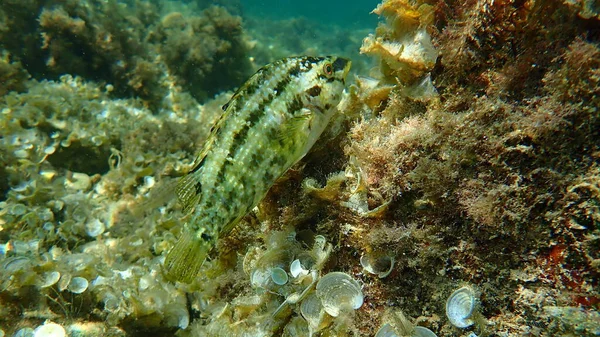 Five-spotted wrasse (Symphodus roissali) undersea, Mediterranean Sea, Cape of Antibes, France