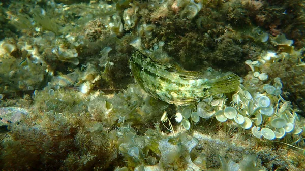 Five Spotted Wrasse Symphodus Roissali Undersea Mediterranean Sea Cape Antibes — Stock Photo, Image