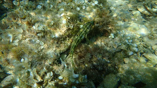 Beş Benekli Grasse Symphodus Roissali Denizaltı Akdeniz Antibes Burnu Fransa — Stok fotoğraf