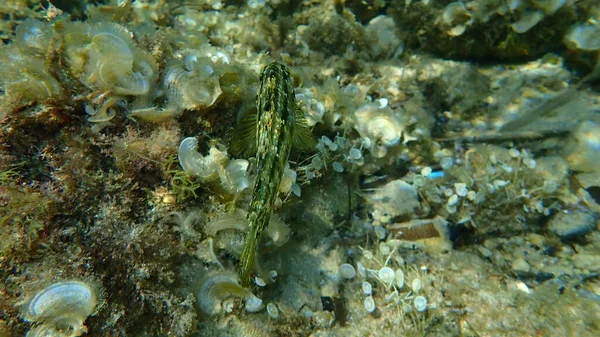 Five Spotted Wrasse Symphodus Roissali Undersea Mediterranean Sea Cape Antibes — Stock Photo, Image