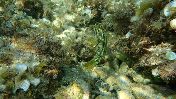 Fünfflecklippfisch Symphodus Roissali Unter Wasser Mittelmeer Kap Von Antibes Frankreich — Stockfoto