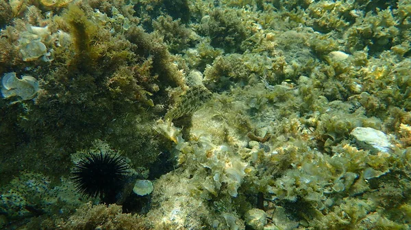 Five Spotted Wrasse Symphodus Roissali Undersea Földközi Tenger Antibes Fok — Stock Fotó