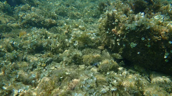 Wrasse Cinque Macchie Symphodus Roissali Sottomarina Mar Mediterraneo Capo Antibes — Foto Stock