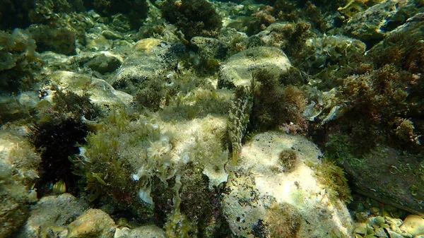 法国安蒂比斯角地中海海底五斑水龙 Symphodus Roissali — 图库照片