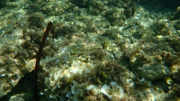 Five Spotted Wrasse Symphodus Roissali Undersea Földközi Tenger Antibes Fok — Stock Fotó