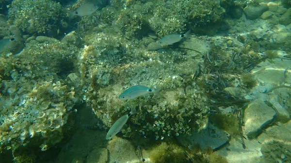 Gezadelde Zeebrasem Zadelbrasem Oblada Melanura Onderzees Middellandse Zee Kaap Van — Stockfoto