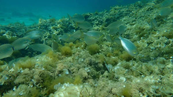 Salema Porgy Sarpa Salpa Unterwasser Mittelmeer Kap Von Antibes Frankreich — Stockfoto