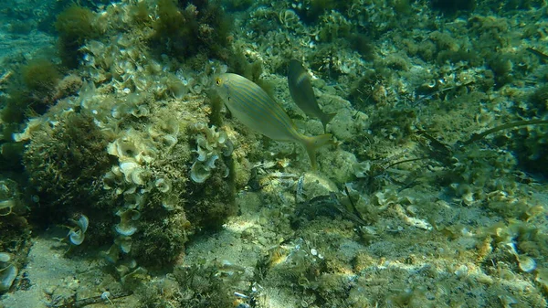 Salema Porgy Sarpa Salpa Submarino Mar Mediterráneo Cabo Antibes Francia —  Fotos de Stock