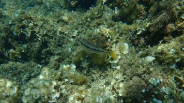 Deniz altı, Akdeniz, Antibes Burnu, Fransa