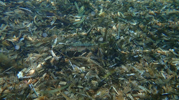 法国安蒂比斯角地中海海底带条纹红骡子 Mullus Surmuletus — 图库照片