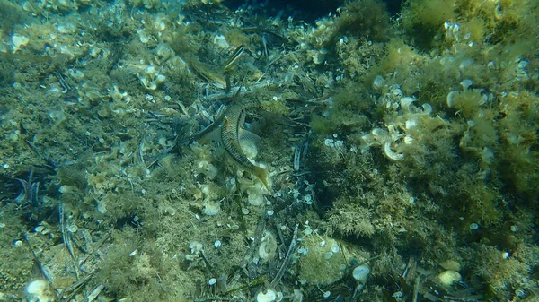 Ριγέ Κόκκινο Μπαρμπούνι Μπαρμπούνι Mullus Surmuletus Υποθαλάσσια Μεσόγειος Θάλασσα Ακρωτήριο — Φωτογραφία Αρχείου