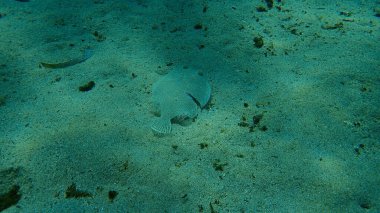 Deniz altı, Akdeniz, Antibes Burnu, Fransa 'da yaralı, ağzı açık bir boğa (Bothus podas).