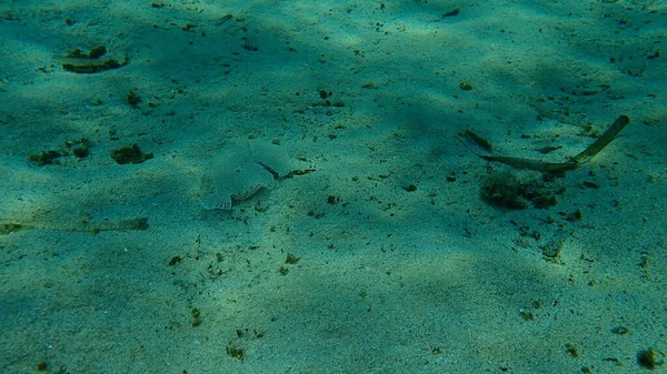 Wounded wide-eyed flounder (Bothus podas) undersea, Mediterranean Sea, Cape of Antibes, France