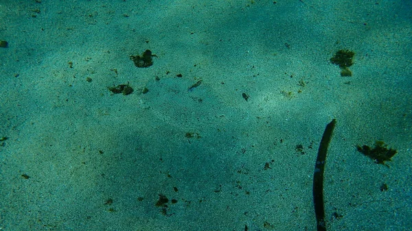 Deniz Altı Akdeniz Antibes Burnu Fransa Yaralı Ağzı Açık Bir — Stok fotoğraf